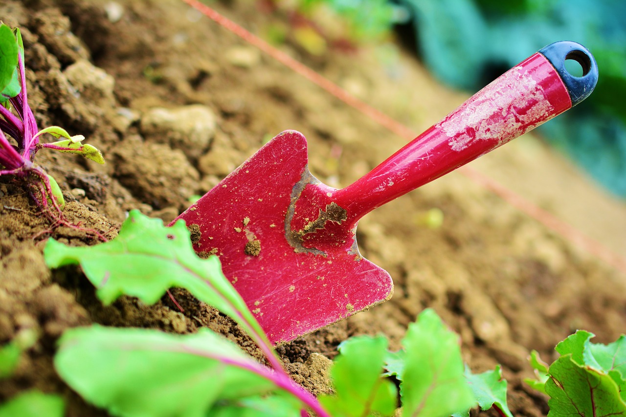 Allelopatia- wzajemne oddziaływanie roślin. Jak je wykorzystać w ogrodzie?