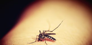 Jak się pozbyć komarów, mrówek i much? Przegląd środków