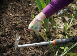 Zakładamy ogródek – jak dopasować rośliny do pH gruntu?