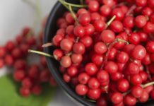 Cytryniec chiński – orientalny lek medycyny naturalnej Cytryniec chiński – orientalny lek medycyny naturalnej