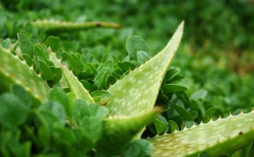 Domowe kosmetyki z aloesu