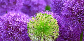 Kwiaty wieloletnie zimujące w gruncie