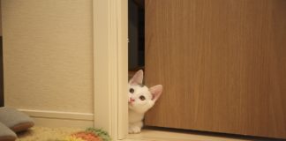 Drzwi przesuwne. Na szynie czy chowane w ścianie?