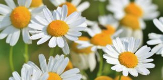 Skuteczne suplementy roślinne łagodzące dolegliwości układu trawiennego