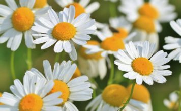 Skuteczne suplementy roślinne łagodzące dolegliwości układu trawiennego Skuteczne suplementy roślinne łagodzące dolegliwości układu trawiennego