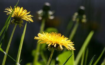 Mniszek lekarski – właściwości