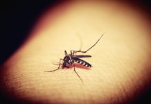 Jak się pozbyć komarów, mrówek i much? Przegląd środków Jak się pozbyć komarów, mrówek i much? Przegląd środków