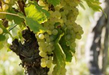 Pestki z winogron. Właściwości prozdrowotne