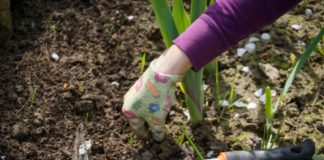 Zakładamy ogródek – jak dopasować rośliny do pH gruntu?