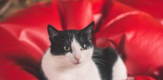 Worek – najlepsza pufa do pokoju dziecka?