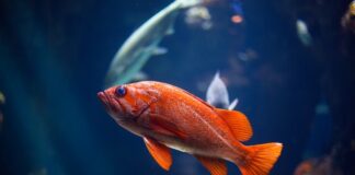 Pokarm dla złotej rybki