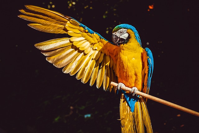 Co oznacza gdy papuga piszczy?