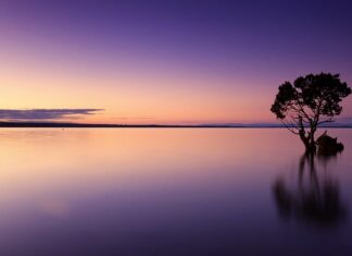 Czy picie wody z miodem jest zdrowe?