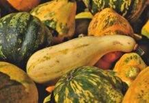 Co zrobić żeby był duży plon pszenicy? Co zrobić żeby był duży plon pszenicy?