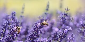 Czy można karmić pszczoły miodem?