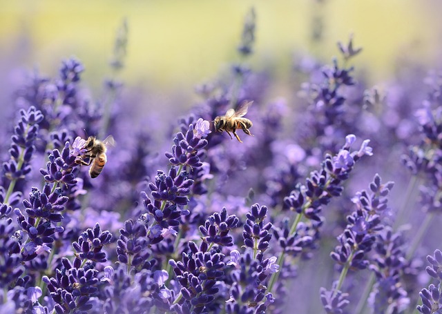 Czy można karmić pszczoły miodem?