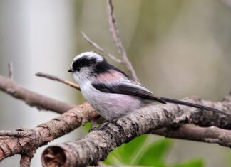 Czy 1 energetyk szkodzi?