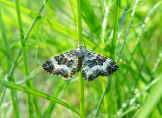 Jak zamontować paśnik dla królika?