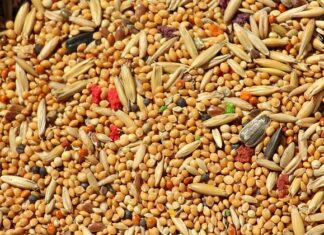 Czy można siać dwuletnie zboże? Czy można siać dwuletnie zboże?