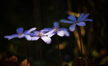 Co pić na noc na wątrobę? Co pić na noc na wątrobę?