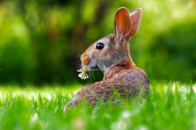 Ile razy dziennie królik sika?