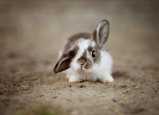 Czy króliki domowe lubią być głaskane?