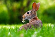 Ile gram granulatu dla królika?