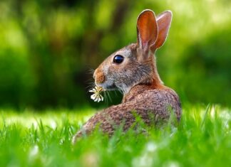 Ile gram granulatu dla królika?