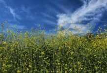 Dlaczego musztarda kremska?