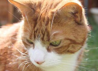 Czy Whiskas to dobra karma? Czy Whiskas to dobra karma?