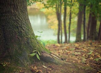 Jaka najlepsza ściółka dla królika?