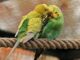Czy papużki faliste mogą jeść ogórki?